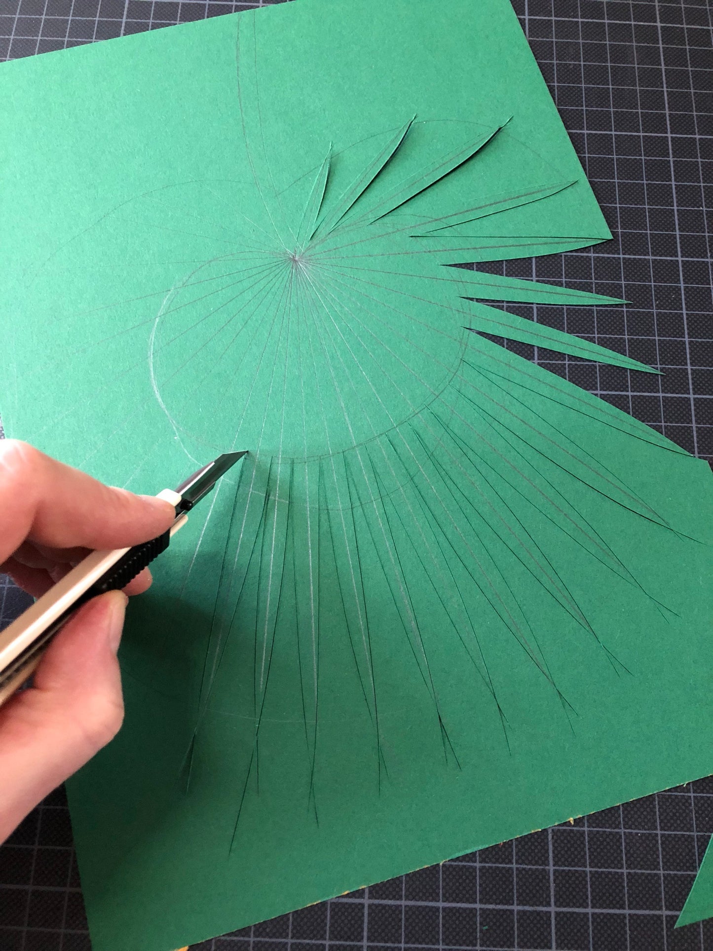 Fan Palm Leaf