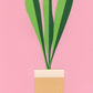 Snake Plant