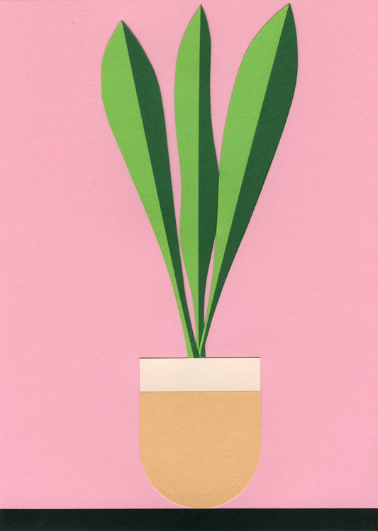 Snake Plant